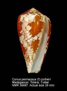 Conus pennaceus (f) corbieri